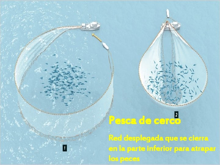 Pesca de cerco Red desplegada que se cierra en la parte inferior para atrapar Pesca de cerco Red desplegada que se cierra en la parte inferior para atrapar