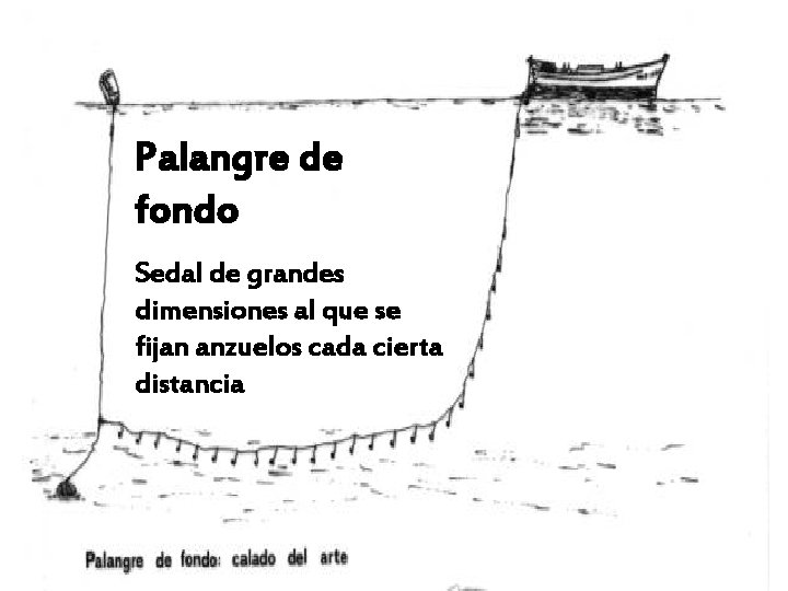 Palangre de fondo Sedal de grandes dimensiones al que se fijan anzuelos cada cierta Palangre de fondo Sedal de grandes dimensiones al que se fijan anzuelos cada cierta
