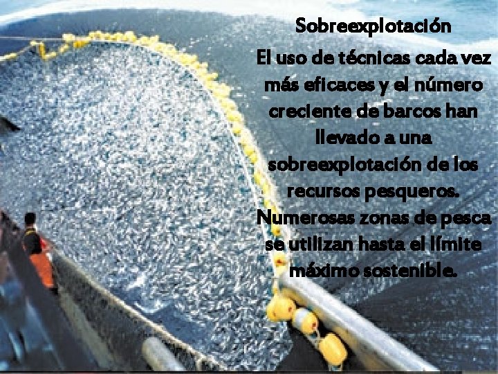 Sobreexplotación El uso de técnicas cada vez más eficaces y el número creciente de Sobreexplotación El uso de técnicas cada vez más eficaces y el número creciente de