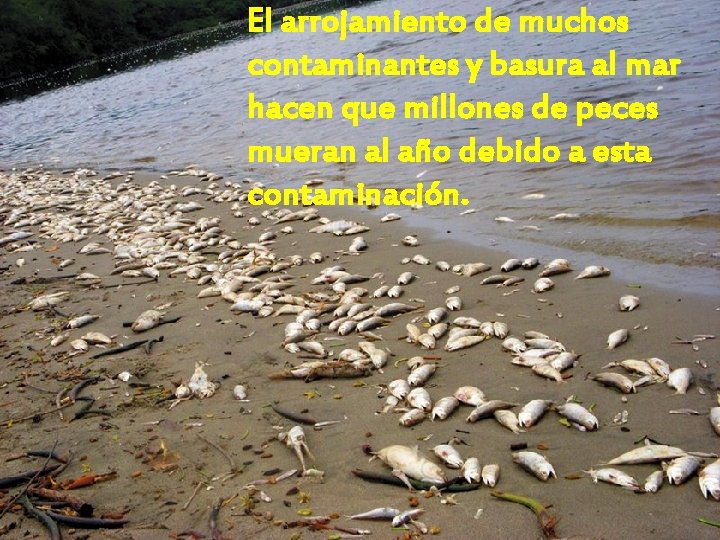 El arrojamiento de muchos contaminantes y basura al mar hacen que millones de peces