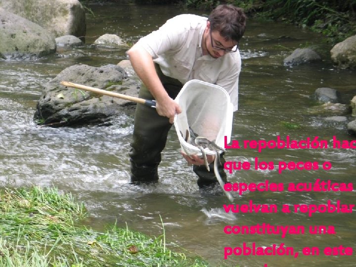 La repoblación hac que los peces o especies acuáticas vuelvan a repoblar constituyan una La repoblación hac que los peces o especies acuáticas vuelvan a repoblar constituyan una
