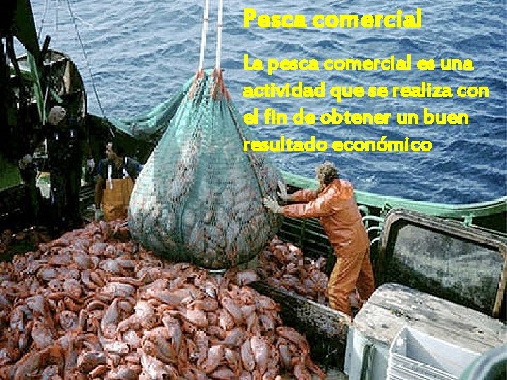 Pesca comercial La pesca comercial es una actividad que se realiza con el fin