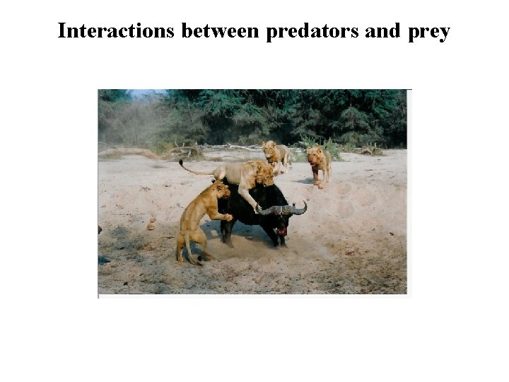Interactions between predators and prey 
