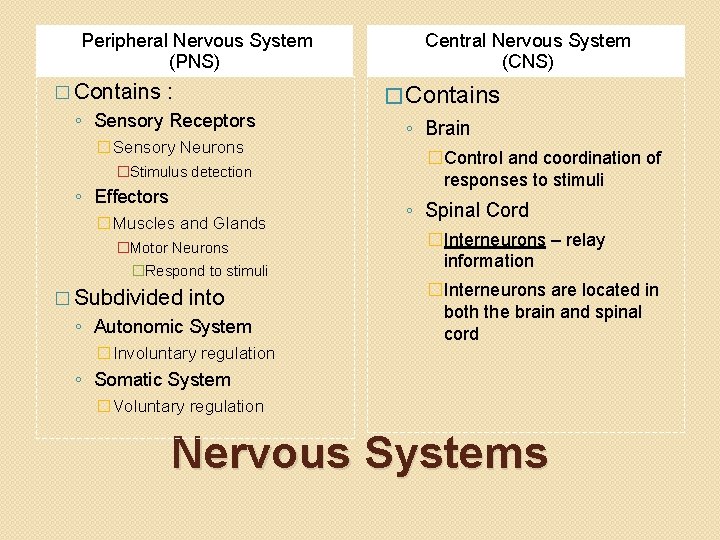 Peripheral Nervous System (PNS) � Contains : ◦ Sensory Receptors �Sensory Neurons �Stimulus detection