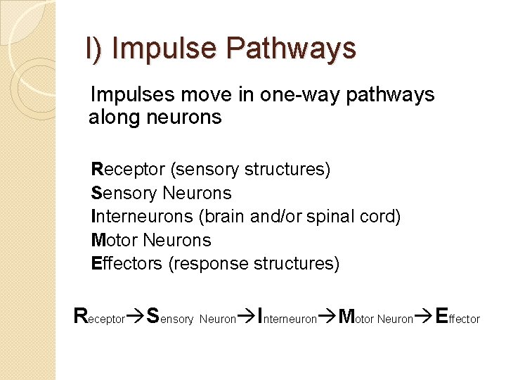 I) Impulse Pathways Impulses move in one-way pathways along neurons Receptor (sensory structures) Sensory