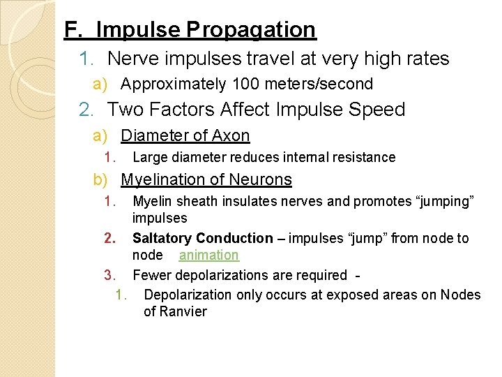 F. Impulse Propagation 1. Nerve impulses travel at very high rates a) Approximately 100