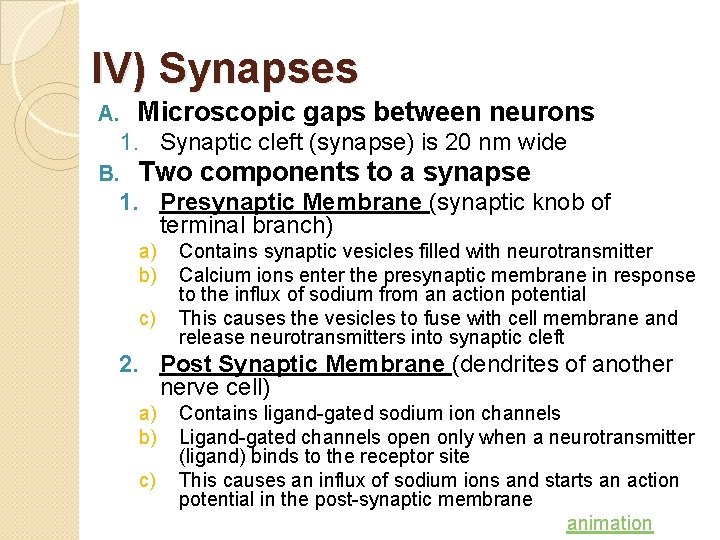 IV) Synapses A. Microscopic gaps between neurons 1. Synaptic cleft (synapse) is 20 nm