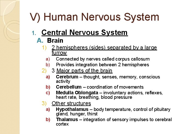 V) Human Nervous System 1. Central Nervous System A. Brain 1) 2 hemispheres (sides)