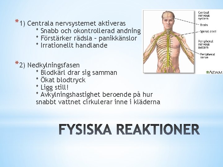 *1) Centrala nervsystemet aktiveras * Snabb och okontrollerad andning * Förstärker rädsla – panikkänslor