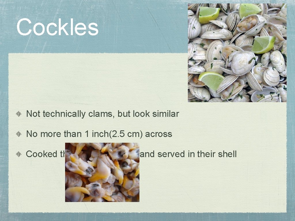 Cockles Not technically clams, but look similar No more than 1 inch(2. 5 cm)