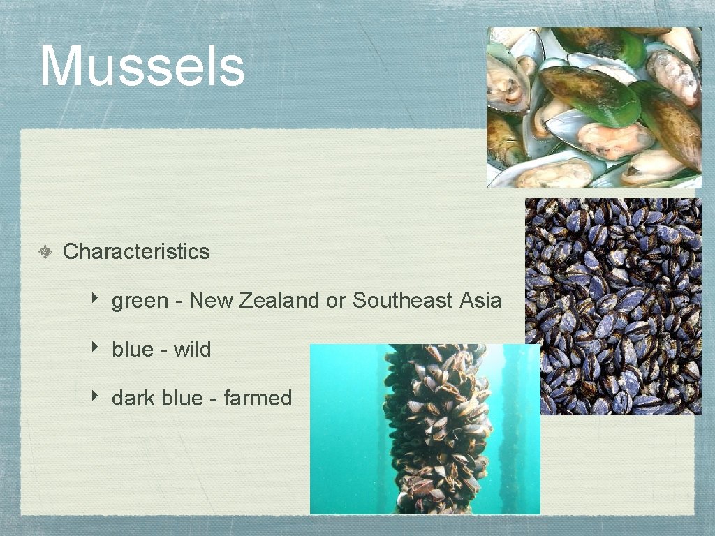 Mussels Characteristics ‣ green - New Zealand or Southeast Asia ‣ blue - wild