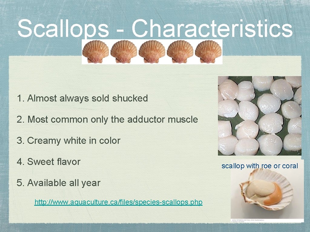 Scallops - Characteristics 1. Almost always sold shucked 2. Most common only the adductor