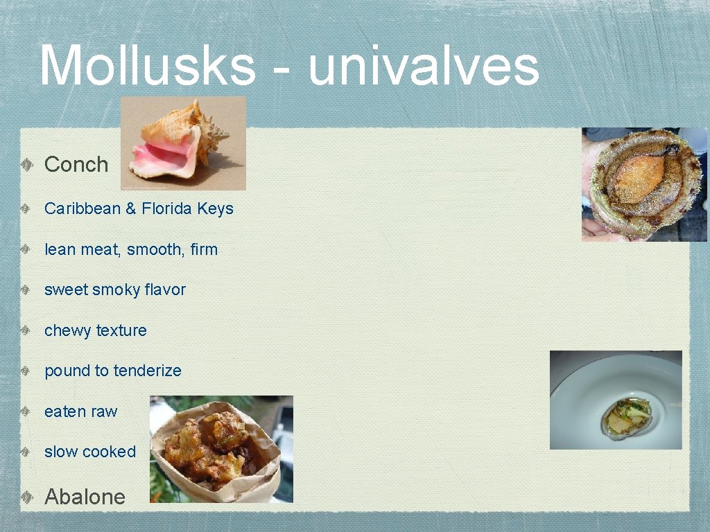 Mollusks - univalves Conch Caribbean & Florida Keys lean meat, smooth, firm sweet smoky