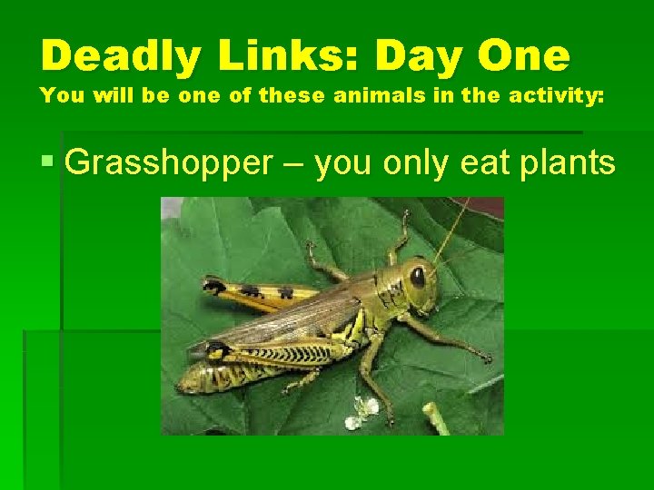 Deadly Links: Day One You will be one of these animals in the activity: