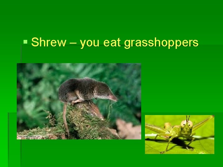 § Shrew – you eat grasshoppers 
