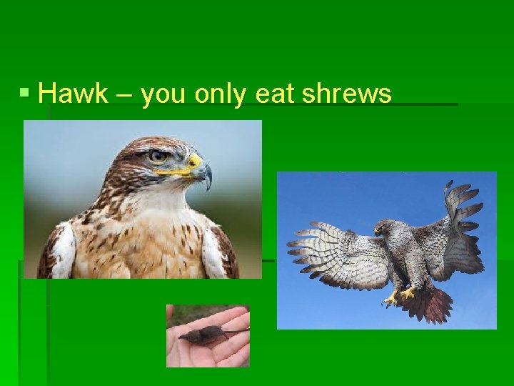 § Hawk – you only eat shrews 