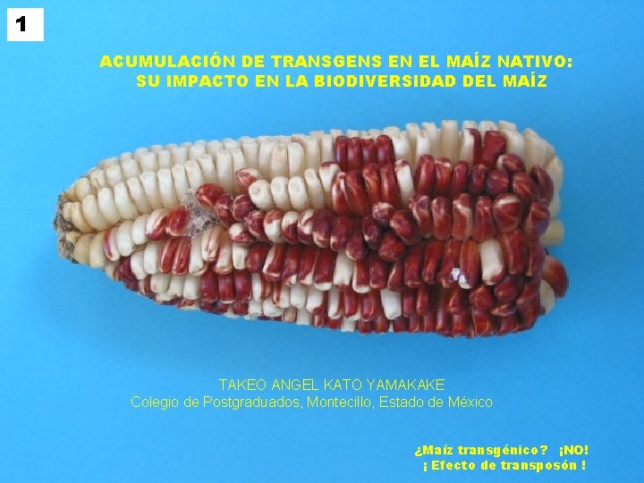 1 ACUMULACIÓN DE TRANSGENS EN EL MAÍZ NATIVO: SU IMPACTO EN LA BIODIVERSIDAD DEL