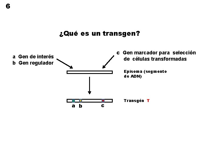 6 ¿Qué es un transgen? c Gen marcador para selección de células transformadas a