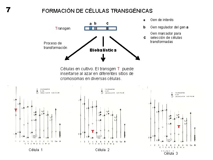 7 FORMACIÓN DE CÉLULAS TRANSGÉNICAS a b c Transgen Proceso de transformación a Gen