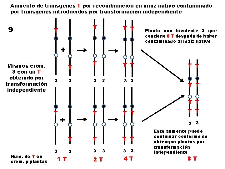 Aumento de transgénes T por recombinación en maíz nativo contaminado por transgenes introducidos por