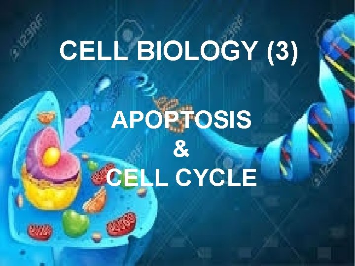 CELL BIOLOGY (3) APOPTOSIS & CELL CYCLE 