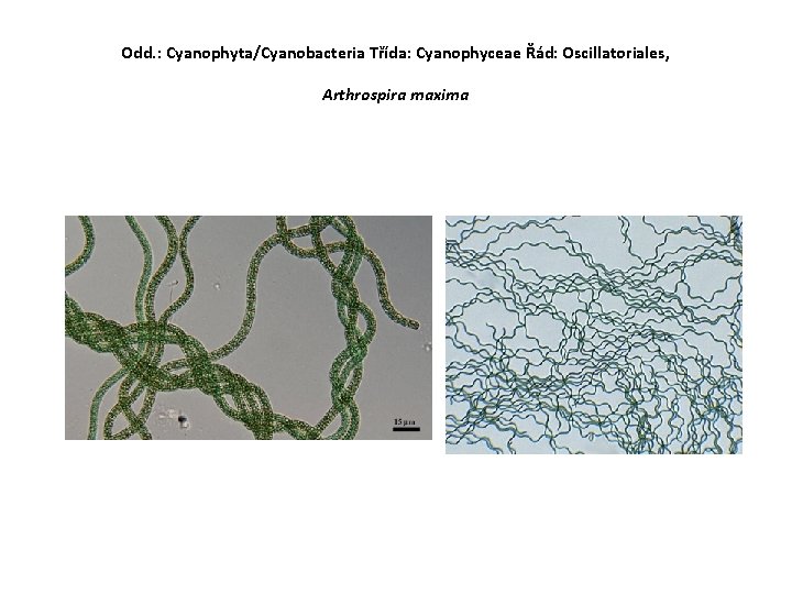 Odd. : Cyanophyta/Cyanobacteria Třída: Cyanophyceae Řád: Oscillatoriales, Arthrospira maxima 