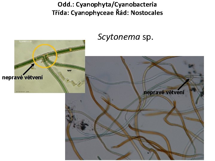 Odd. : Cyanophyta/Cyanobacteria Třída: Cyanophyceae Řád: Nostocales Scytonema sp. nepravé větvení 