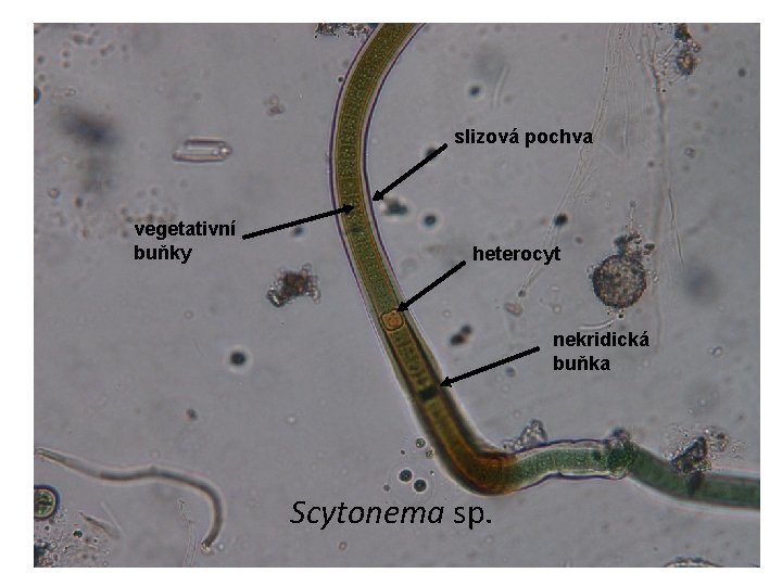 slizová pochva vegetativní buňky heterocyt nekridická buňka Scytonema sp. 