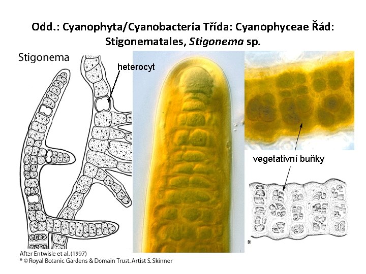 Odd. : Cyanophyta/Cyanobacteria Třída: Cyanophyceae Řád: Stigonematales, Stigonema sp. heterocyt vegetativní buňky 