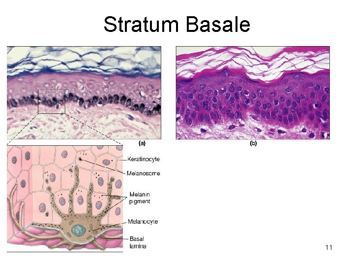 Stratum Basale 11 Stratum Basale 11