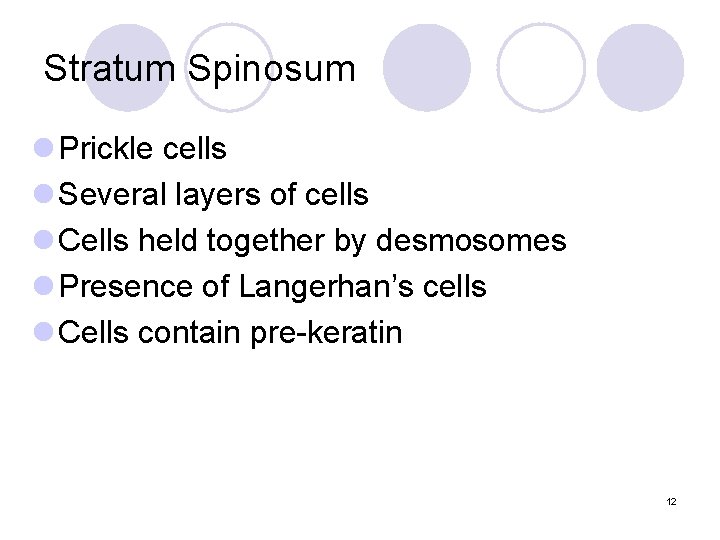 Stratum Spinosum l Prickle cells l Several layers of cells l Cells held together