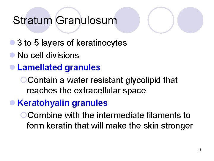 Stratum Granulosum l 3 to 5 layers of keratinocytes l No cell divisions l Stratum Granulosum l 3 to 5 layers of keratinocytes l No cell divisions l