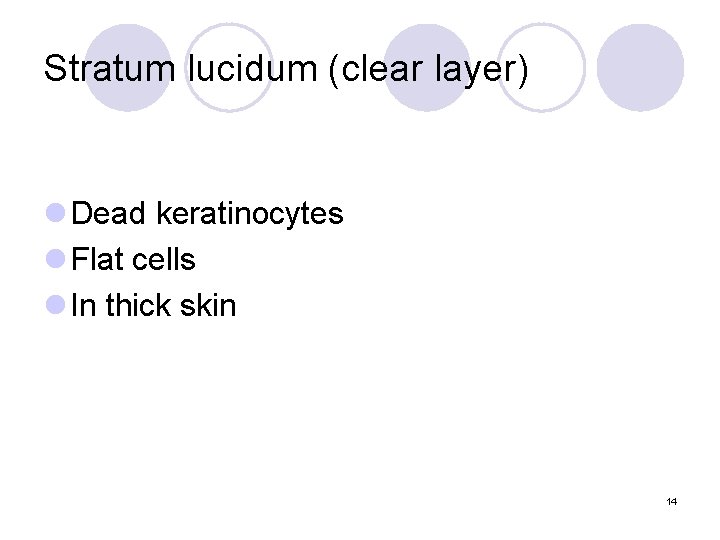 Stratum lucidum (clear layer) l Dead keratinocytes l Flat cells l In thick skin Stratum lucidum (clear layer) l Dead keratinocytes l Flat cells l In thick skin