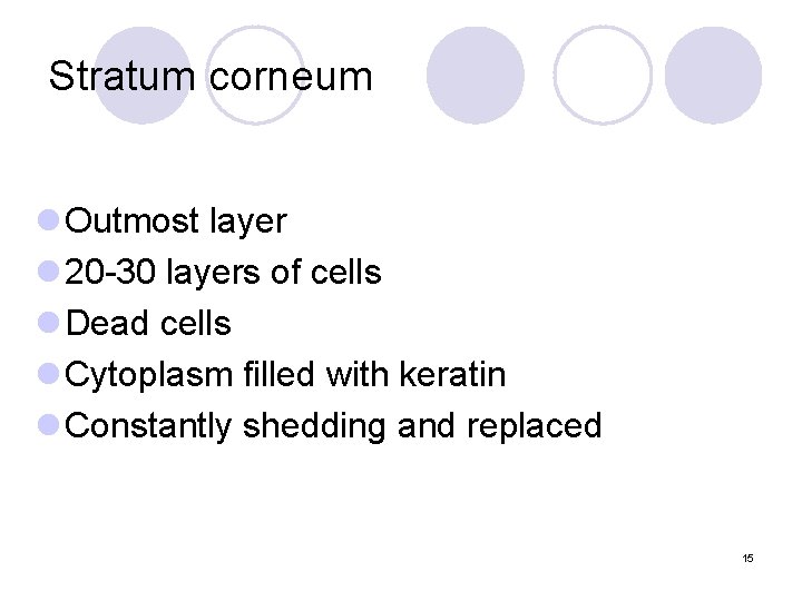 Stratum corneum l Outmost layer l 20 -30 layers of cells l Dead cells