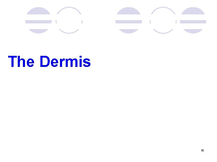 The Dermis 16 