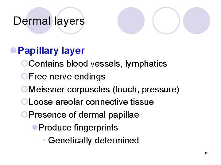 Dermal layers l Papillary layer ¡Contains blood vessels, lymphatics ¡Free nerve endings ¡Meissner corpuscles Dermal layers l Papillary layer ¡Contains blood vessels, lymphatics ¡Free nerve endings ¡Meissner corpuscles