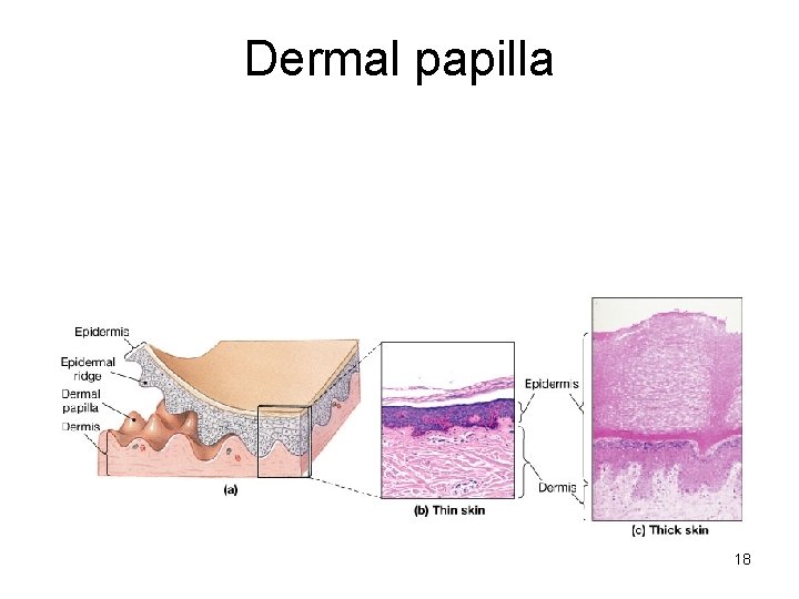 Dermal papilla 18 