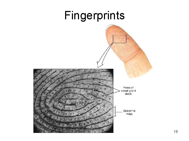 Fingerprints 19 Fingerprints 19