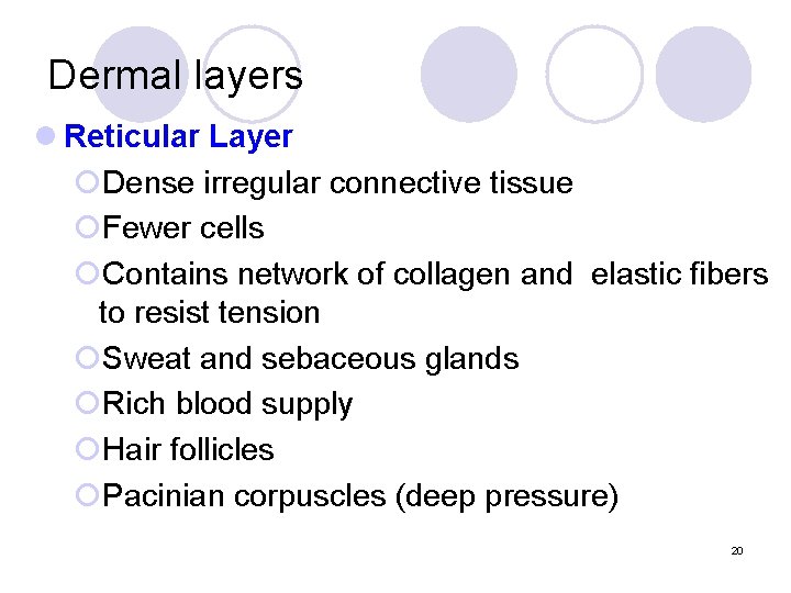 Dermal layers l Reticular Layer ¡Dense irregular connective tissue ¡Fewer cells ¡Contains network of Dermal layers l Reticular Layer ¡Dense irregular connective tissue ¡Fewer cells ¡Contains network of
