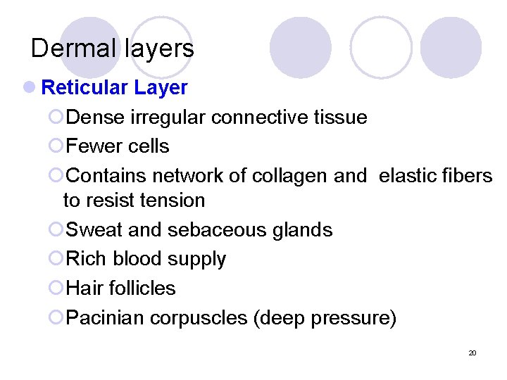 Dermal layers l Reticular Layer ¡Dense irregular connective tissue ¡Fewer cells ¡Contains network of