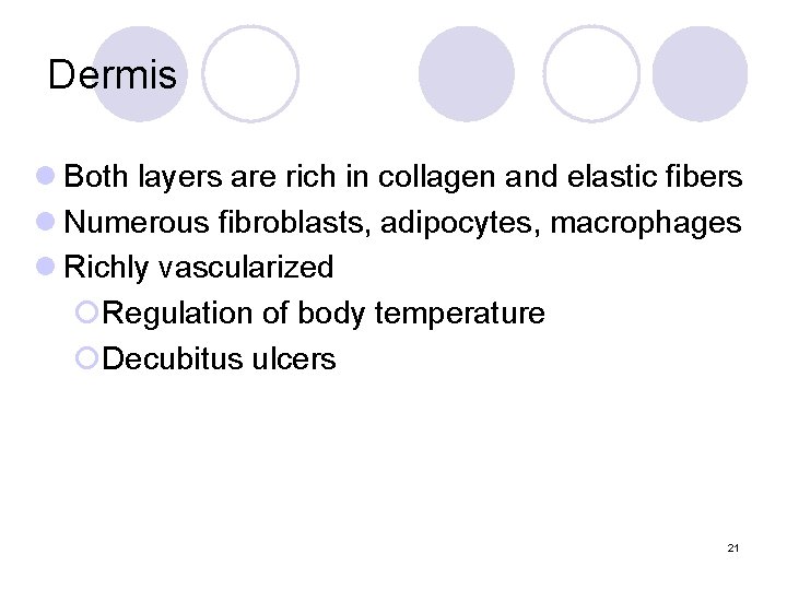 Dermis l Both layers are rich in collagen and elastic fibers l Numerous fibroblasts, Dermis l Both layers are rich in collagen and elastic fibers l Numerous fibroblasts,