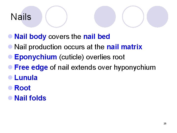 Nails l Nail body covers the nail bed l Nail production occurs at the