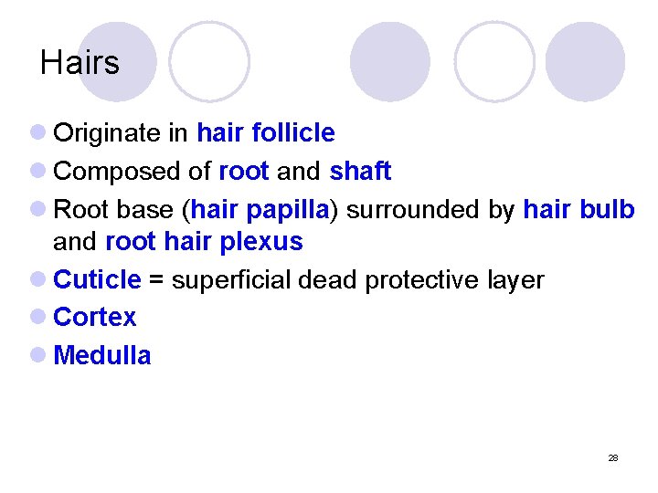 Hairs l Originate in hair follicle l Composed of root and shaft l Root