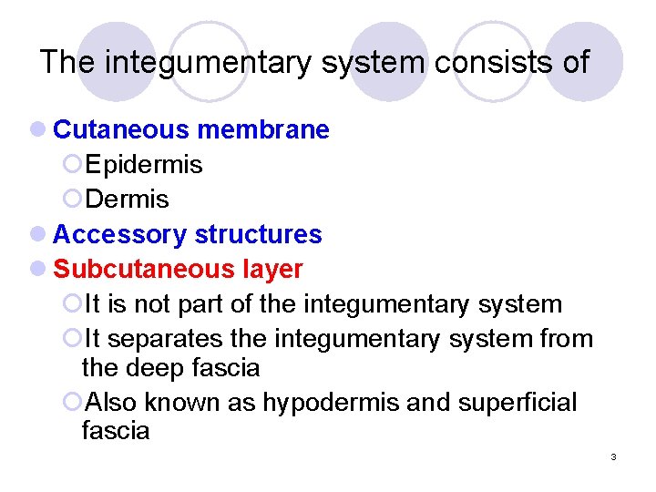 The integumentary system consists of l Cutaneous membrane ¡Epidermis ¡Dermis l Accessory structures l