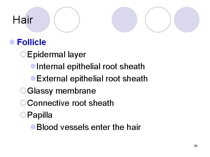 Hair l Follicle ¡Epidermal layer l. Internal epithelial root sheath l. External epithelial root