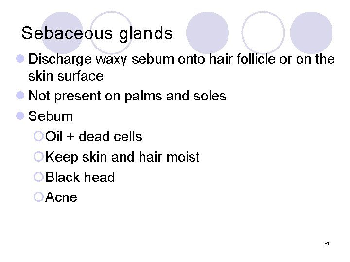 Sebaceous glands l Discharge waxy sebum onto hair follicle or on the skin surface Sebaceous glands l Discharge waxy sebum onto hair follicle or on the skin surface