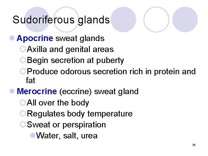 Sudoriferous glands l Apocrine sweat glands ¡Axilla and genital areas ¡Begin secretion at puberty Sudoriferous glands l Apocrine sweat glands ¡Axilla and genital areas ¡Begin secretion at puberty