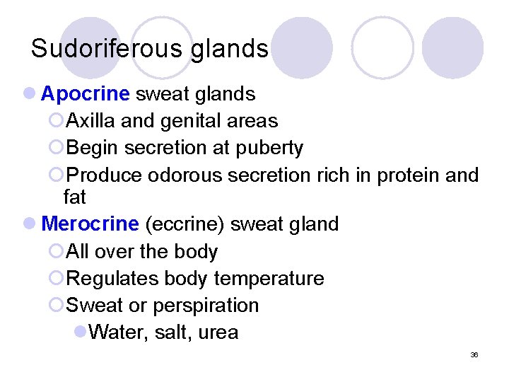 Sudoriferous glands l Apocrine sweat glands ¡Axilla and genital areas ¡Begin secretion at puberty