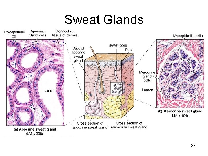 Sweat Glands 37 Sweat Glands 37
