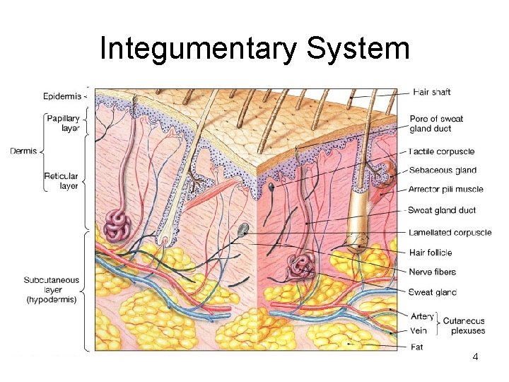 Integumentary System 4 Integumentary System 4